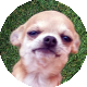 Picture of Chihuahuas Con Amor